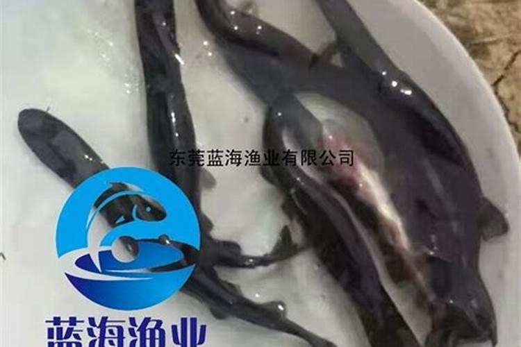 湘潭有哪些特产