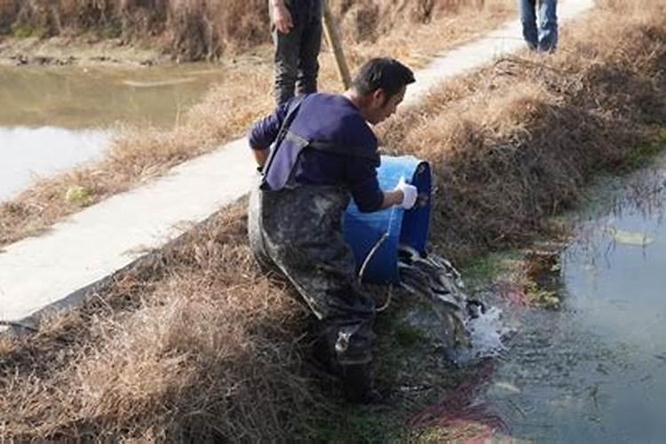 脆肉鲩是什么鱼 神秘怪鱼流入长沙市场