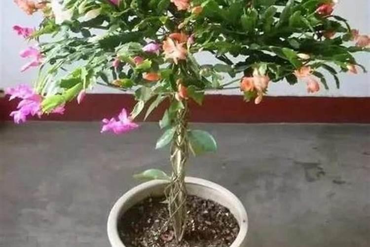 叶仙怎样嫁接蟹爪兰？