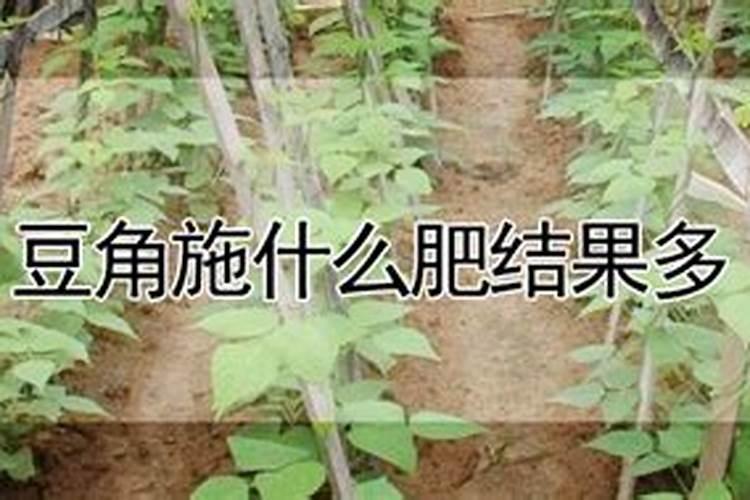 豆角结果期用什么肥料好