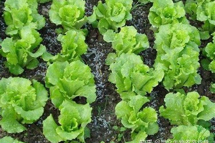 生菜缺硼症状