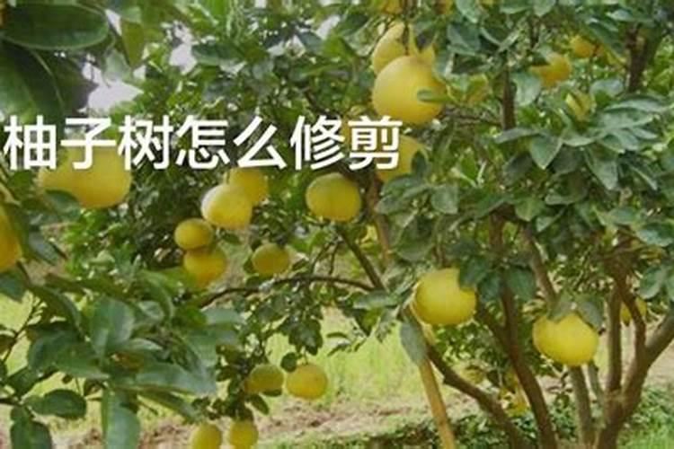 柚子用什么肥料果实更甜 如何施肥增甜效果好