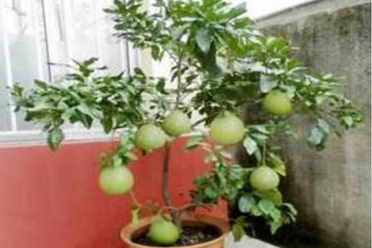 柚子树施什么肥料最好