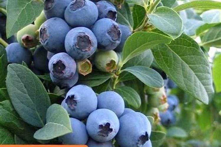 蓝莓用什么肥料最合适怎样给蓝莓施肥