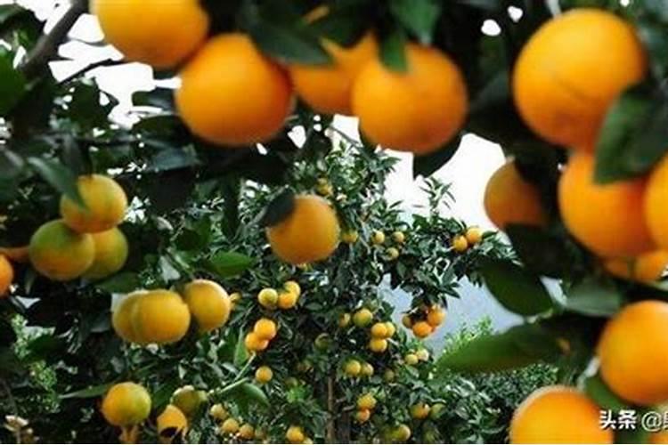 夏天的橙子采果以后,怎么施肥比较好？