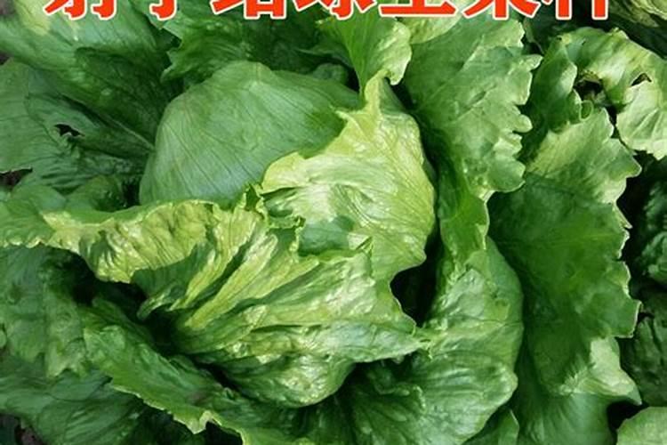 生菜追肥可以用尿素吗