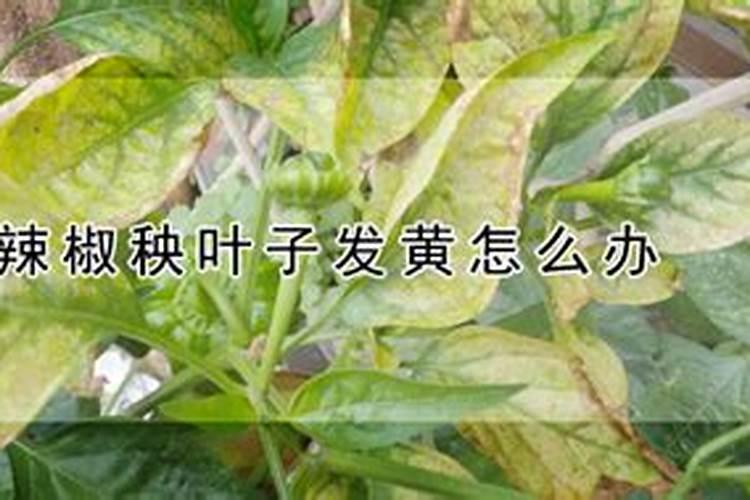辣椒苗叶子发黄怎么办？