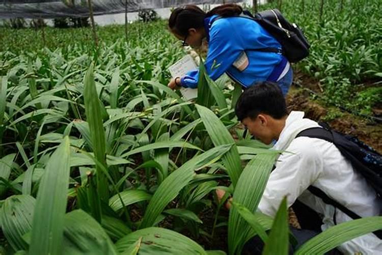 海南气候适合种植哪些中药材？