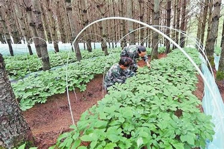 有一种草叫忘尤草,它的功效是什么？