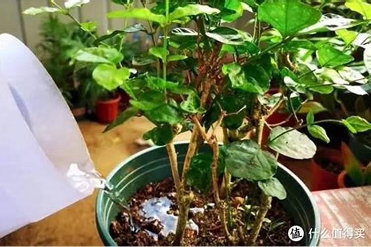 两盆同样植物一盆施肥一盆不施肥会怎么样？