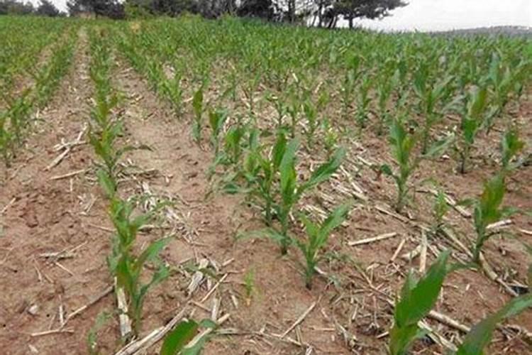 玉米打什么叶面肥最好