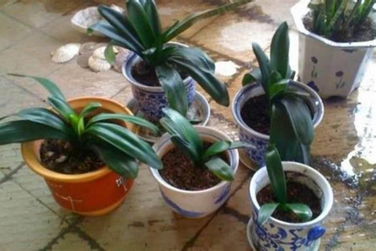君子兰栽种后多久施肥 君子兰种植后需要多久才能进行施肥？