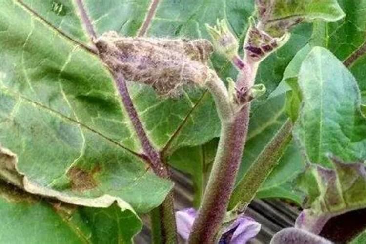 老师!茄子黄瓜缺钙是不是容易得灰霉病。我家茄子灰霉病一直治不好。谢 ...