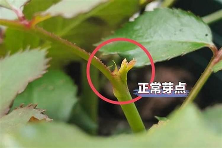 蔷薇全是盲芽怎么办