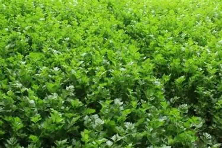 芹菜施什么肥料最好