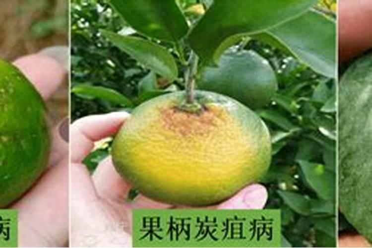 乙蒜素柑橘转色期能不能用？