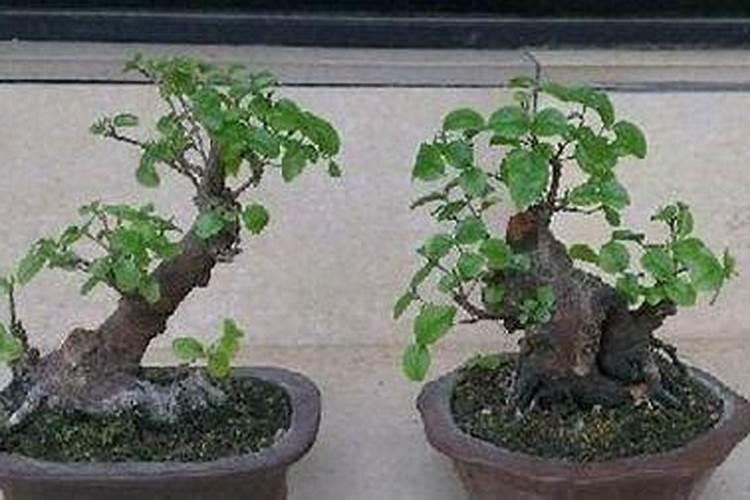 养雀梅的正确方法 雀梅的种植方法