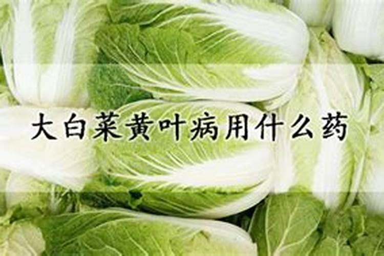 治疗大白菜软腐病特效药