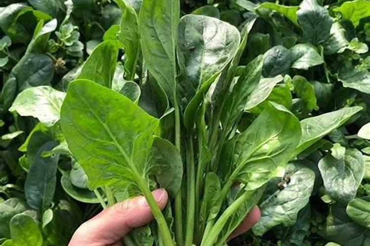 为使菠菜长得快应选用什么肥料