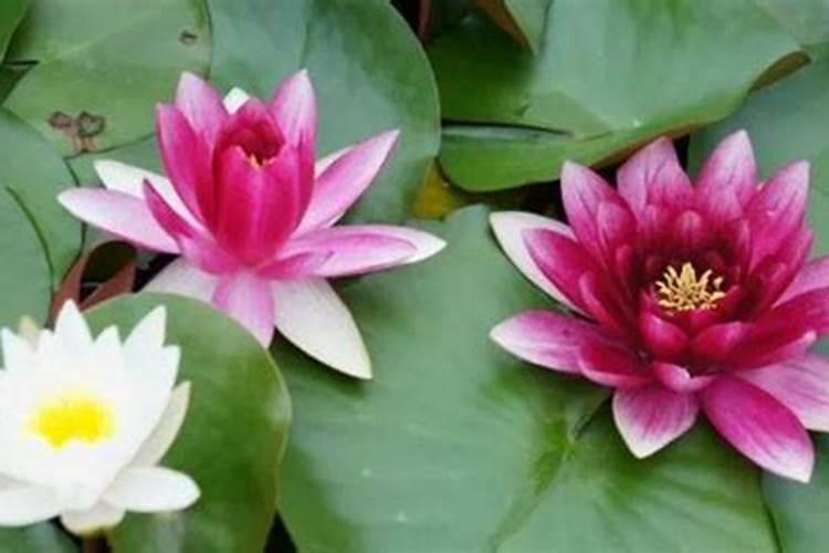 睡莲为什么只长叶子不开花