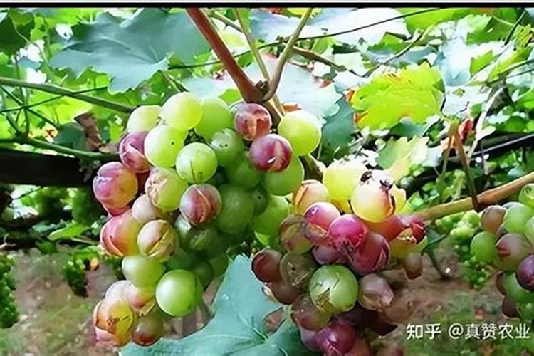 硒元素对葡萄上色有无影响
