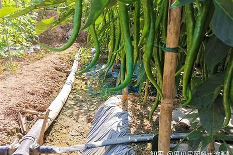 加大宝水溶肥辣椒专用是真的吗