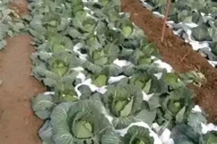 甘蓝制种苗倒载后不长用啥叶面肥