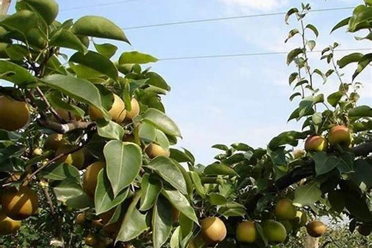 用施肥枪给早熟桃树施肥怎么操作？一般一棵大树用多少水肥？
