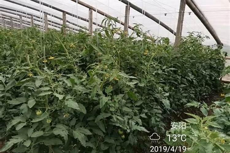 茶花春天怎么样施肥