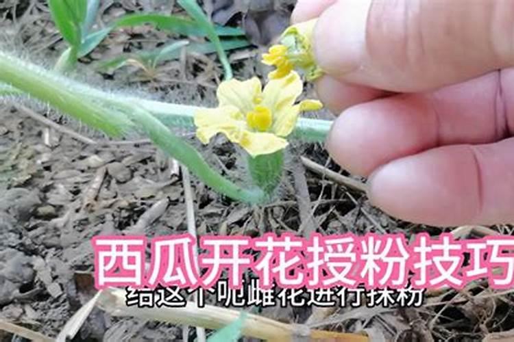 大棚西瓜授粉期间能打药吗