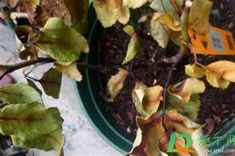 为什么施肥过多植物会枯死(肥料放多了花有点枯萎了怎么拯救)