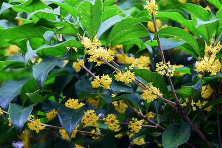 桂花为什么只长叶不开花