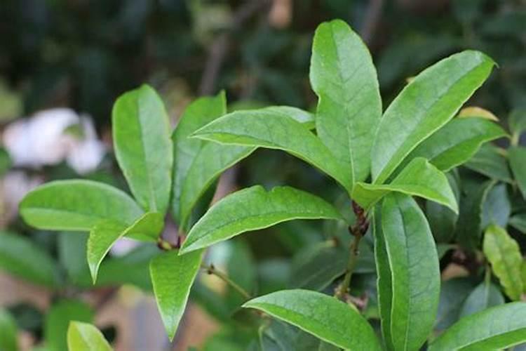 桂花树不开花怎么回事