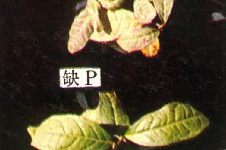 茶树缺素症