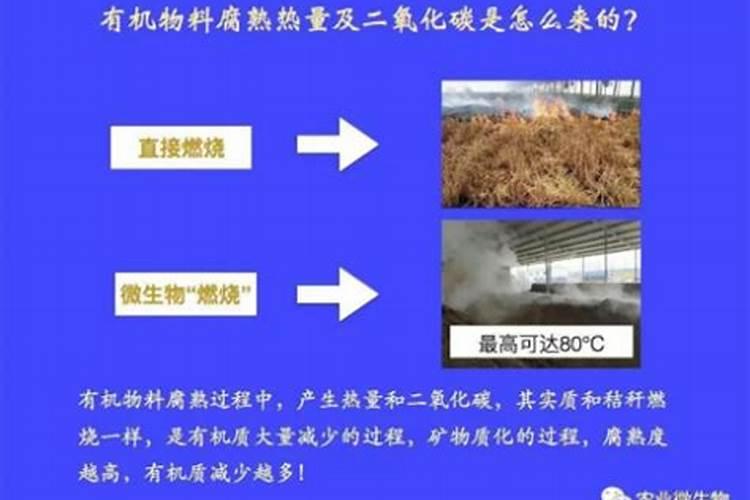 薄荷大棚内种植注意事项
