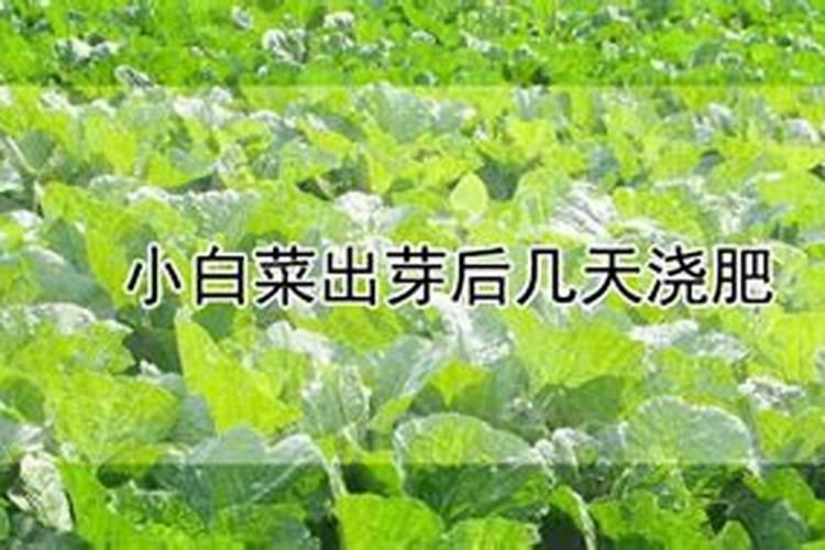 小白菜哪时候施肥比较好 小白菜什么时候施肥