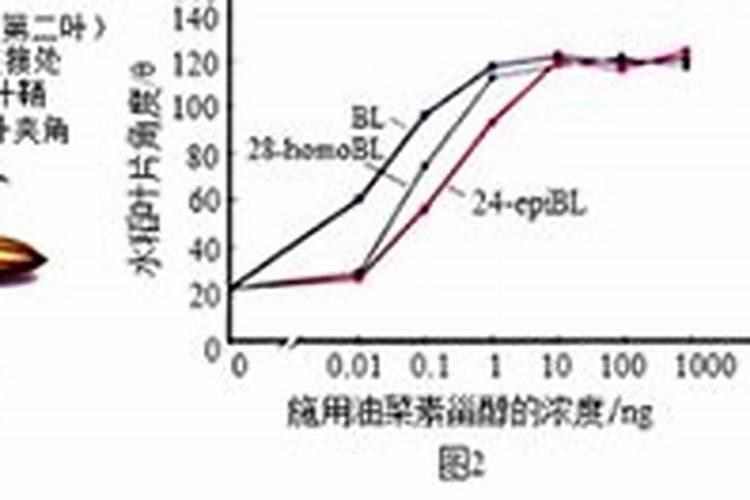 芸苔素内酯哪家好？主要作用是什么？