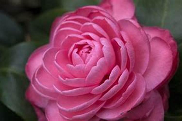 茶花如何施肥长得好