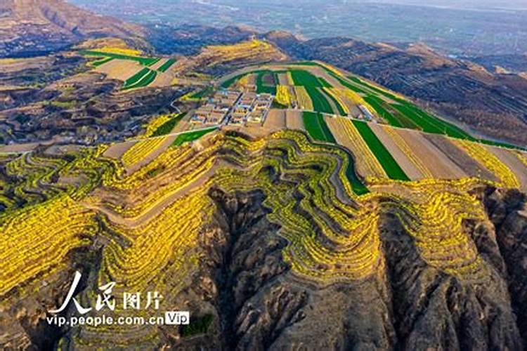 用什么植料养护君子兰效果好 植料最佳搭配