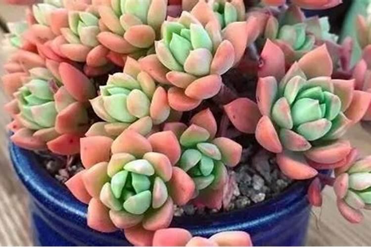 花肥里有山梨酸钾能浇花吗？