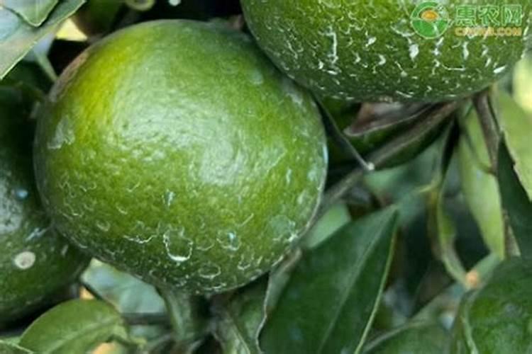 芸豆喜欢什么叶面肥