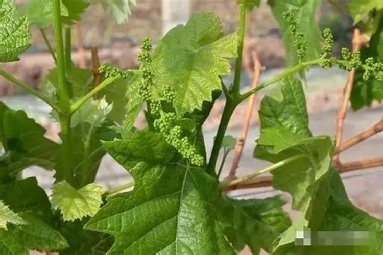 葡萄开花前用什么肥好