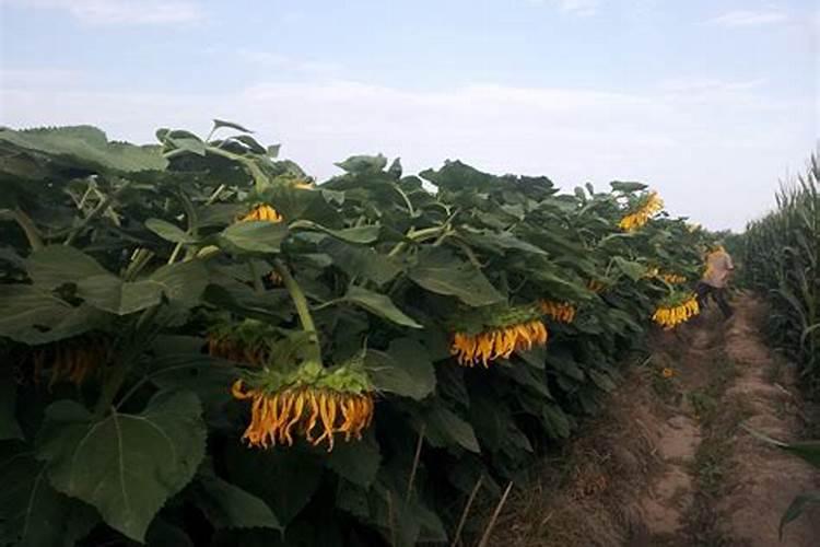 一亩地需要用多少生物菌肥