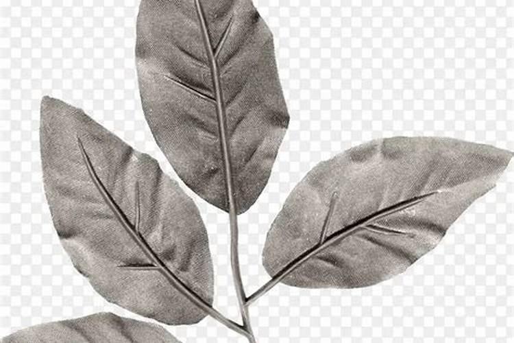 番茄灰霉病怎么防治？