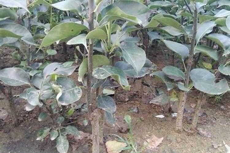 苹果树施肥时间,用什么水溶肥好