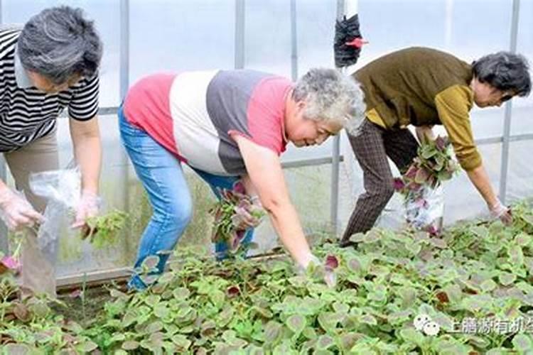 种菜浇什么肥料
