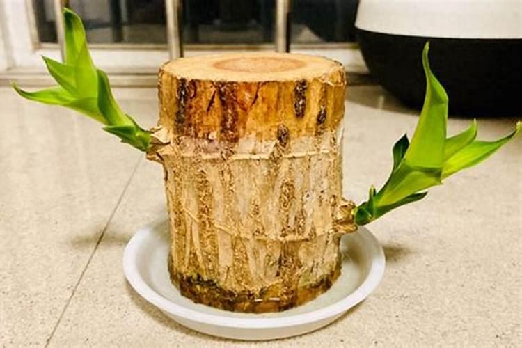 巴西木的养殖方法和注意事项