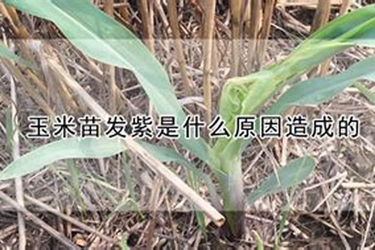 玉米苗叶子变成紫色咋办