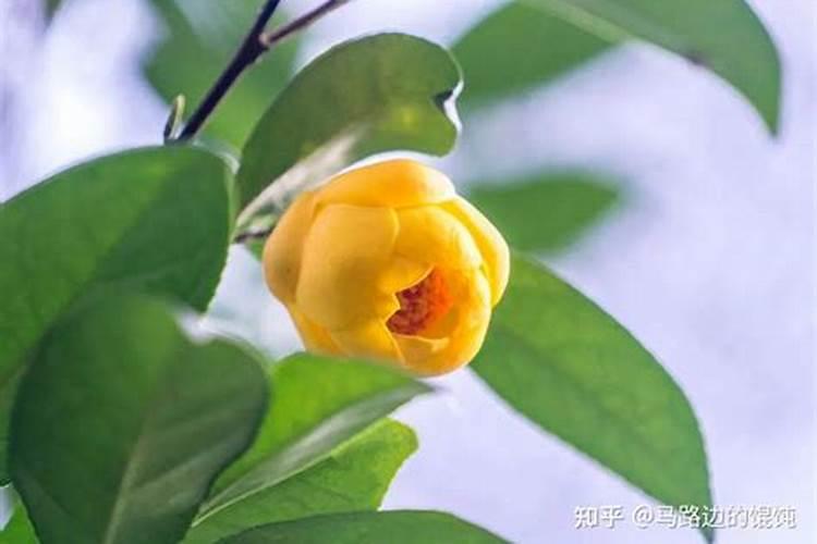 月季开花用什么肥