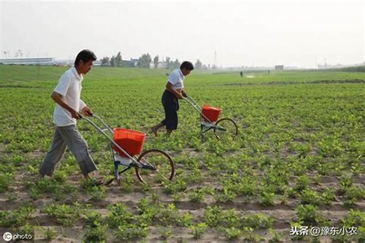 肥料怎么施肥效果好